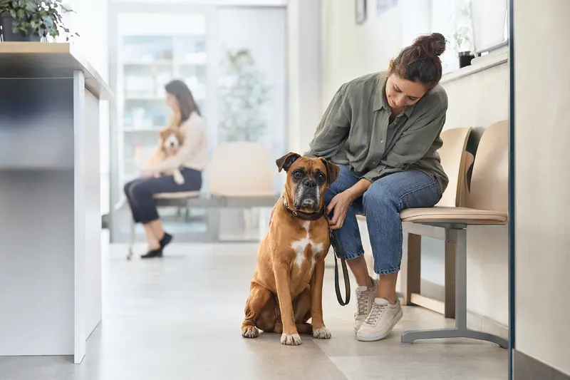 Ein Boxer Hund sitzt ruhig neben seinem Besitzer im hellen Wartezimmer einer modernen Tierarztpraxis.